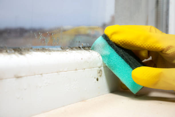 Best Professional Mold Removal  in Medulla, FL