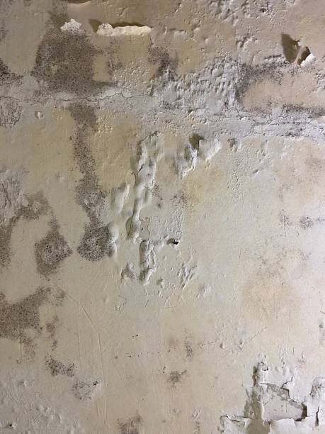 Best Residential Mold Removal  in Medulla, FL