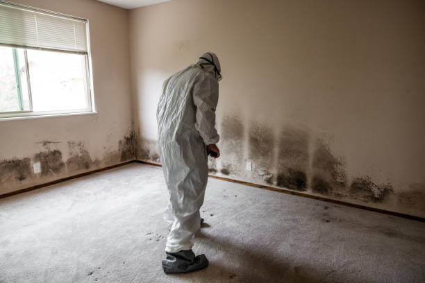 Best Mold Removal Process  in Medulla, FL