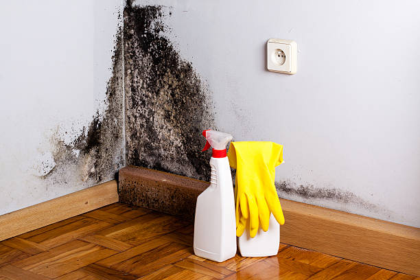 Mold Removal Process in Medulla, FL