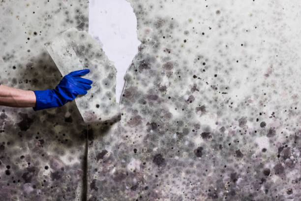 Best Toxic Mold Removal  in Medulla, FL